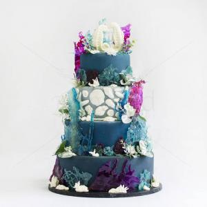Tort Acvatic Tort Acvatic