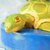 Tort Lumea fantastica-2