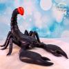 Tort  Scorpion negru-3