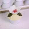Colectia Cupcake Ivory Bloom-5